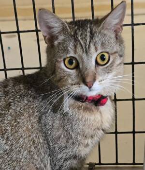 Tabby and Domestic Short Hair Cats Available for Adoption in Las Cruces, New Mexico - Brixa | PetCurious