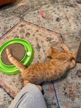 Gourd -  Domestic Short Hair Cat for Adoption in Pawtucket, Rhode Island - Gourd | PetCurious