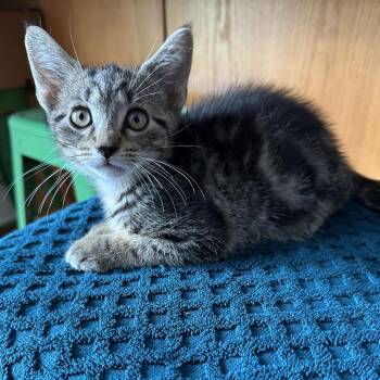Oakley -  Domestic Short Hair Cat for Adoption in La Grange, Kentucky - Oakley | PetCurious