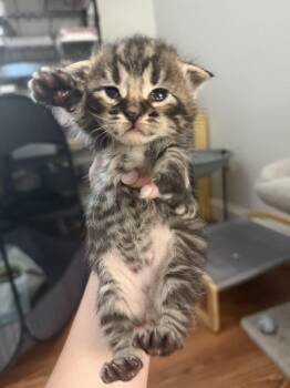 Domestic Medium Hair Cats Available for Adoption in Paulina, Louisiana - Grey Goose "GG" | PetCurious