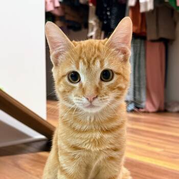 Rescue American Shorthair Cats for Adoption in Boerne, Texas - Hopscotch | PetCurious