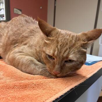 Burns -  Domestic Short Hair Cat for Adoption in Flagstaff, Arizona - Burns | PetCurious