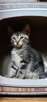 KRISPY KREME -  Domestic Short Hair Cat for Adoption in Colorado Springs, Colorado - KRISPY KREME | PetCurious