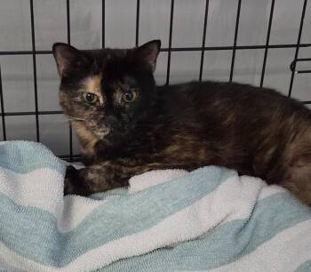 2026-92 Lychee -  Domestic Short Hair Cat for Adoption in Windsor, Connecticut - 2026-92 Lychee | PetCurious