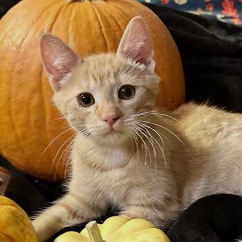 Hocus -  Domestic Short Hair Cat for Adoption in Sonora, California - Hocus | PetCurious