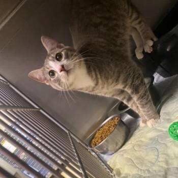 Yo-Yo -  Domestic Short Hair Cat for Adoption in Chehalis, Washington - Yo-Yo | PetCurious