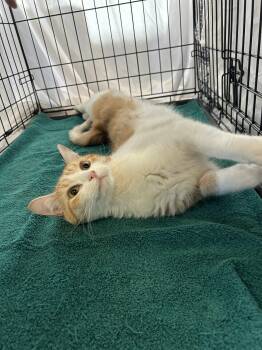 Rescue Domestic Short Hair and Tiger Cats for Adoption - Ruffles | PetCurious