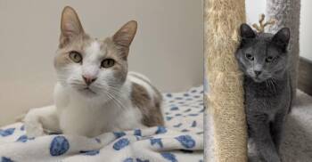 Loki -  Domestic Short Hair Cat for Adoption in Medford, Massachusetts - Loki | PetCurious