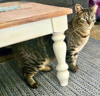 Rescue Tabby Cats for Adoption in Tustin, California - TiggerLani | PetCurious