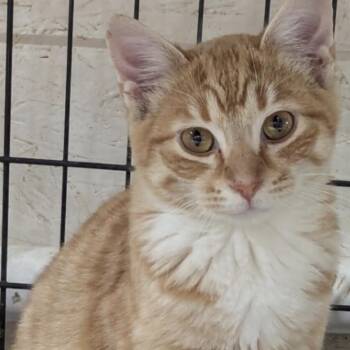 Rescue Domestic Short Hair Cats for Adoption in Hollister, Missouri - Merlin | PetCurious