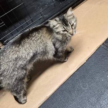 Amber -  Domestic Long Hair Cat for Adoption in Bellmawr, New Jersey - Amber | PetCurious