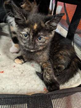 APPLE CIDER -  Domestic Short Hair Cat for Adoption in Louisville, Kentucky - APPLE CIDER | PetCurious