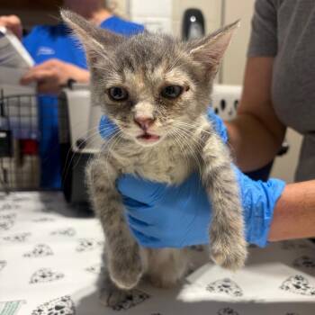 Dallas -  Domestic Short Hair Cat for Adoption in Milton, Florida - Dallas | PetCurious