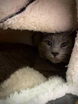Pebbles -  Domestic Short Hair Cat for Adoption in Greensburg, Indiana - Pebbles | PetCurious