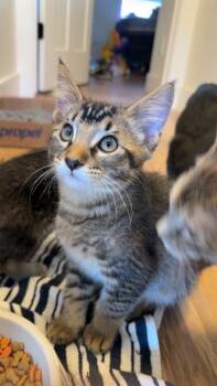 Sammy -  Domestic Short Hair Cat for Adoption in Logan, Utah - Sammy | PetCurious