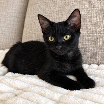 Fang -  Domestic Short Hair Cat for Adoption in Sunrise, Florida - Fang | PetCurious