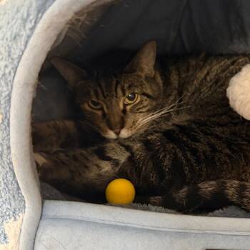 Sidney -  Domestic Short Hair and Mixed Breed Cat for Adoption in New York, New York - Sidney | PetCurious