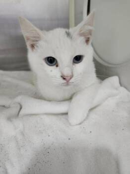 SnowBelle -  Domestic Short Hair Cat for Adoption in Columbus, Indiana - SnowBelle | PetCurious