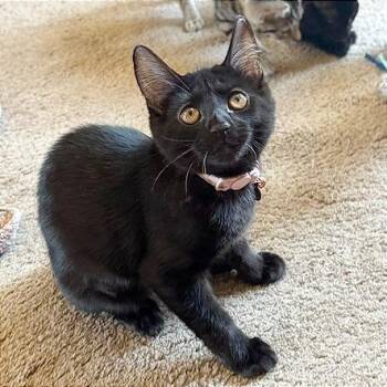 Pearl -  Domestic Short Hair Cat for Adoption in Pleasant Hill, California - Pearl | PetCurious