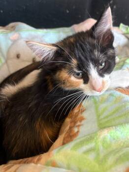 Rescue Domestic Short Hair Cats for Adoption in Heber City, Utah - Gia | PetCurious