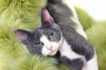 RETTER -  Domestic Short Hair Cat for Adoption in Fort Lauderdale, Florida - RETTER | PetCurious