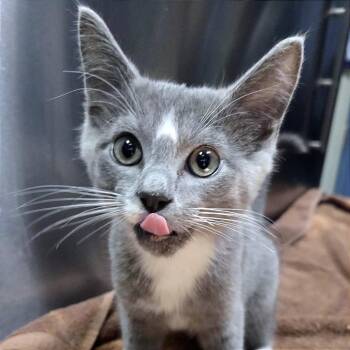 Aang -  Domestic Short Hair Cat for Adoption in Providence, Rhode Island - Aang | PetCurious