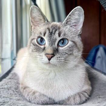 Princess Donut -  Domestic Short Hair Cat for Adoption - Princess Donut | PetCurious