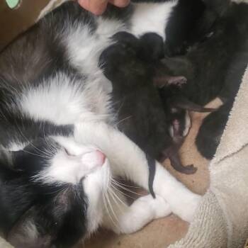 Cricket -  Domestic Short Hair Cat for Adoption - Cricket | PetCurious
