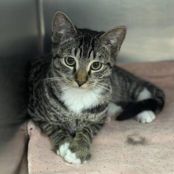 Domestic Short Hair Cats Available for Adoption in Fort Smith, Arkansas - Bean | PetCurious