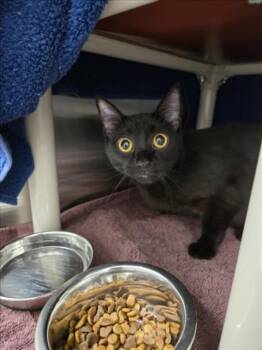 MIAOW -  Domestic Short Hair Cat for Adoption in Derwood, Maryland - MIAOW | PetCurious