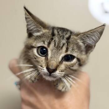 Snapdragon -  Tabby and Domestic Short Hair Cat for Adoption in Columbia, South Carolina - Snapdragon | PetCurious