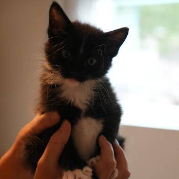 Xskunk 20 -  Domestic Short Hair Cat for Adoption in Austin, Texas - Xskunk 20 | PetCurious