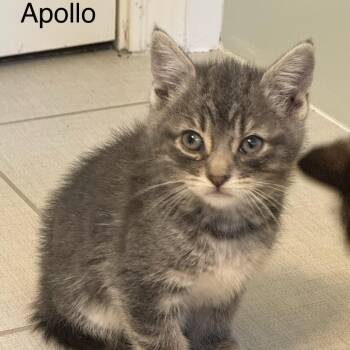 Domestic Short Hair Cats Available for Adoption in Houston, Texas - Apollo | PetCurious