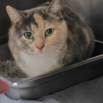 Rescue Dilute Calico Cats for Adoption in Lake Orion, Michigan - Harper | PetCurious