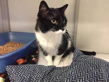 Peysen -  Domestic Medium Hair Cat for Adoption in Youngtown, Arizona - Peysen | PetCurious