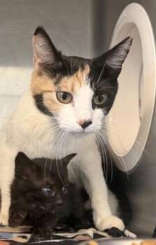 Mama Cali -  Domestic Medium Hair Cat for Adoption in El Paso, Texas - Mama Cali | PetCurious