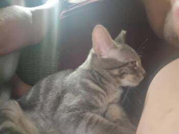 Puddy -  Domestic Short Hair Cat for Adoption in Niles, Michigan - Puddy | PetCurious