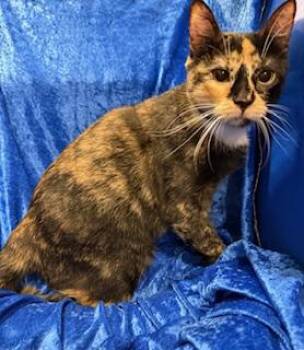 Rescue Calico Cats for Adoption in Gainesville, Florida - Kallee | PetCurious