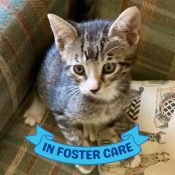 SASSY -  Domestic Short Hair Cat for Adoption in Tallahassee, Florida - SASSY | PetCurious