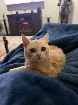 Domestic Long Hair Cats Available for Adoption in Seven Valleys, Pennsylvania - LJ | PetCurious