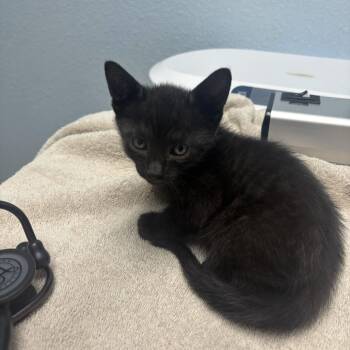 Catalina -  Domestic Short Hair Cat for Adoption in Riverside, California - Catalina | PetCurious