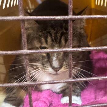 Andy -  Domestic Short Hair Cat for Adoption in Winston-salem, North Carolina - Andy | PetCurious
