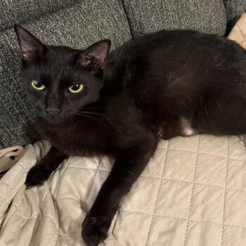 Pepper -  Domestic Short Hair Cat for Adoption in Huntsville, Alabama - Pepper | PetCurious