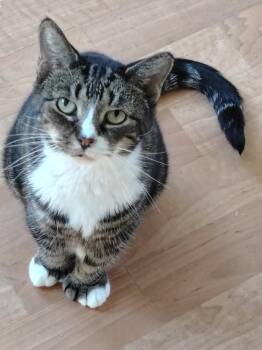 Shadow -  Extra Toes Cat Hemingway Polydactyl and Tabby Cat for Adoption in Montour Falls, New York - Shadow | PetCurious