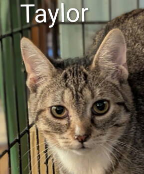 Rescue Domestic Short Hair Cats for Adoption - Taylor | PetCurious