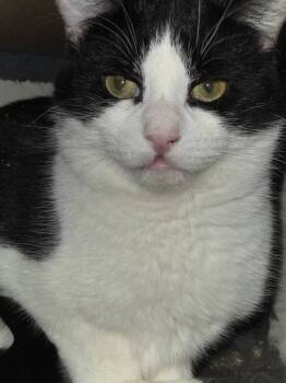 Domestic Short Hair Cats Available for Adoption - Santiago & Sydney | PetCurious