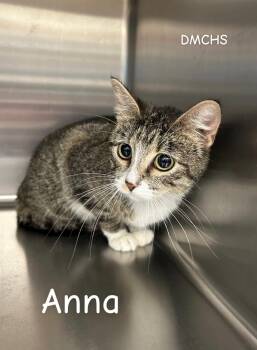 Anna -  Domestic Short Hair Cat for Adoption in Burlington, Iowa - Anna | PetCurious