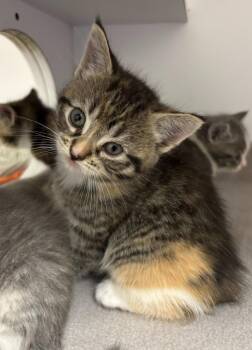 Calico Cats Available for Adoption in Liverpool, New York - Daisy | PetCurious