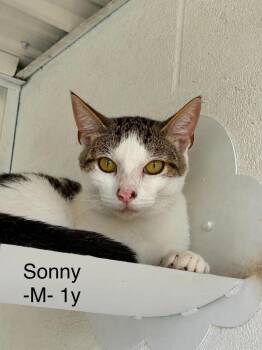 Sonny -  Domestic Short Hair Cat for Adoption in Waverly, Tennessee - Sonny | PetCurious