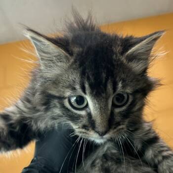 Rescue Domestic Medium Hair Cats for Adoption in Golden, Colorado - Leo | PetCurious